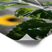 Poster Un champ de tournesols (Coin)