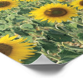 Poster un champ de tournesols (Coin)
