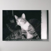 Poster Un chat curieux (Devant)