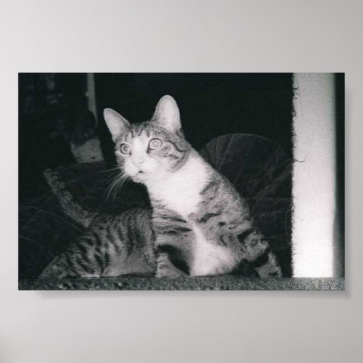 Poster Un chat curieux (Devant)