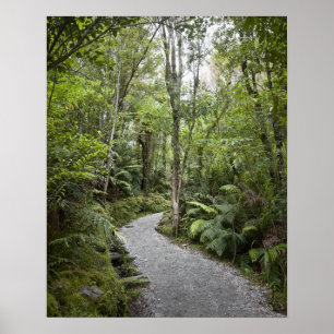 Poster Un chemin à travers une forêt tropicale à la base
