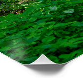 Poster Un chemin dans la forêt verte (Coin)