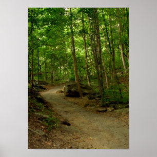 Poster Un chemin dans les bois