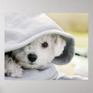 Poster un chien blanc portant un capot de chemise