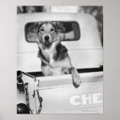 Poster Un chien dans une voiture. (Devant)