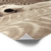 Poster Un chien fatigué (Coin)