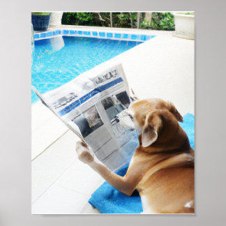 Poster Un chien lit un journal au bord de la piscine
