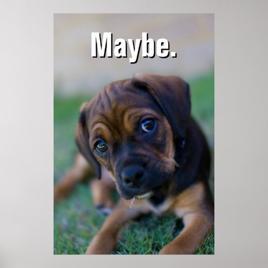 Poster Un Chiot Beagle croisé Carlin (Puggle) (Devant)