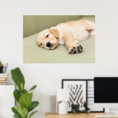 Poster Un Chiot Couché Sur Le Canapé (Bureau à domicile)