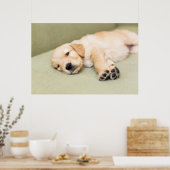 Poster Un Chiot Couché Sur Le Canapé (Cuisine)