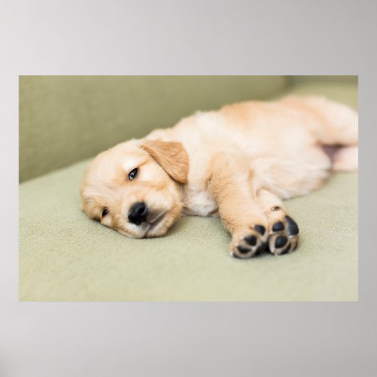 Poster Un Chiot Couché Sur Le Canapé (Devant)