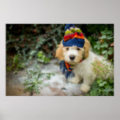 Poster Un Chiot De Cavacon Doux Dans Un Casquette D'Hiver (Devant)