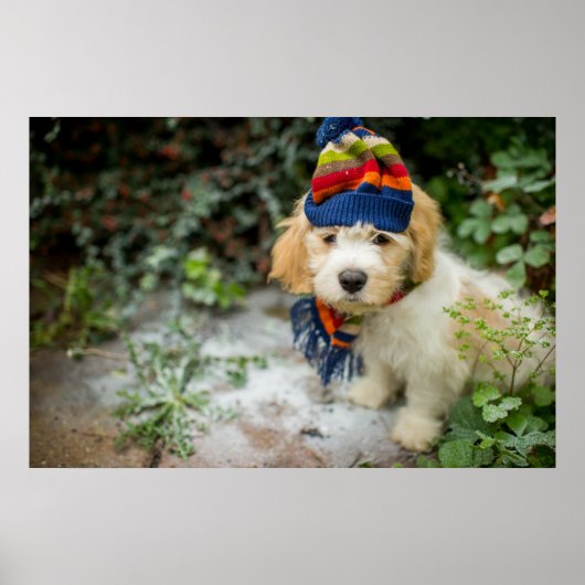 Poster Un Chiot De Cavacon Doux Dans Un Casquette D'Hiver (Devant)