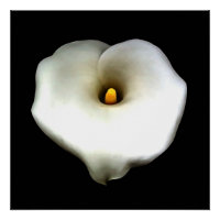 Un Coeur Artistique En Forme De Calla Lily Isolé