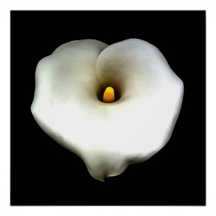 Poster Un Coeur Artistique En Forme De Calla Lily Isolé