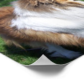 POSTER UN COLLIE (Coin)