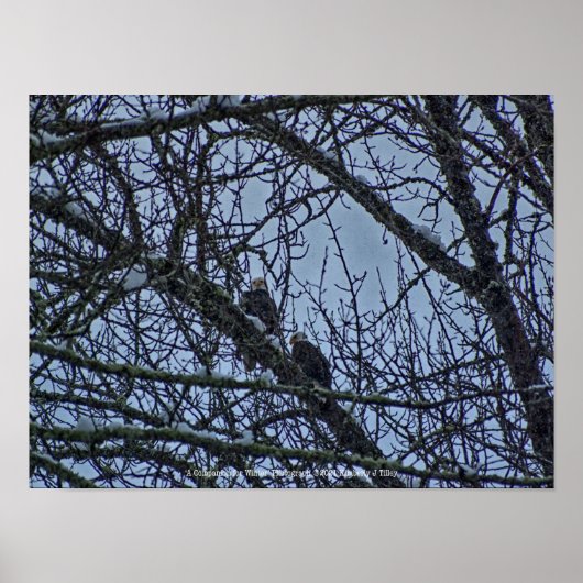 Poster Un compagnon pour l'hiver (Devant)
