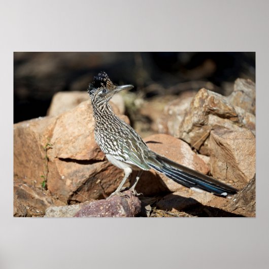Poster Un coureur de route interrompt momentanément sa re (Devant)