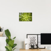 Poster Un couvert d'arbre lumineux (Bureau à domicile)