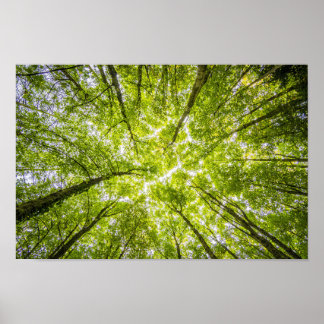 Poster Un couvert d'arbre lumineux