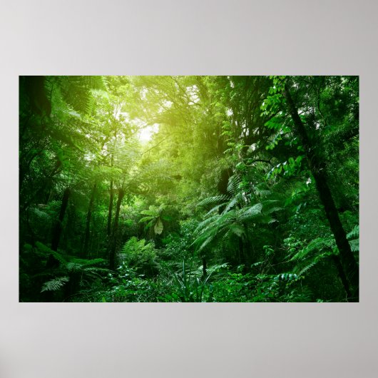 Poster Un couvert d'arbres illuminé dans la jungle tropic (Devant)