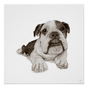 Poster Un dessin d'un chiot bouledogue bringé