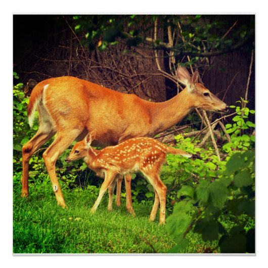 Poster Un doe et son père (Devant)