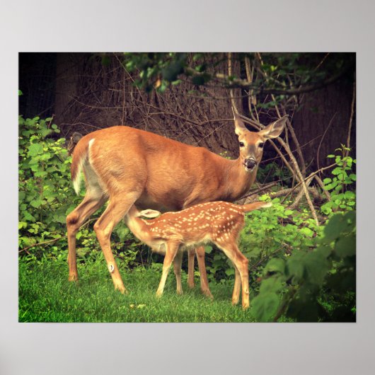 Poster Un doe et son père (Devant)