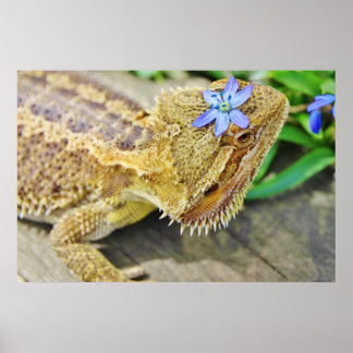 Poster Un Dragon Joli