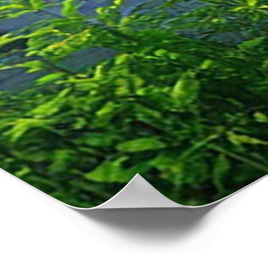 Poster Un éclair dramatique frappe une forêt sereine (Coin)