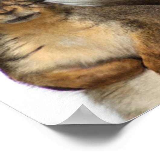 Poster Un écureuil avec un art graphique Casquette (Coin)