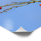 Poster Un écureuil roux (squirrel) (Coin)