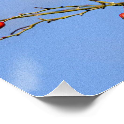 Poster Un écureuil roux (squirrel) (Coin)