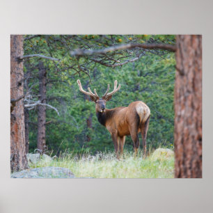 Poster Un élan regardant en arrière Montagnes Rocheuses