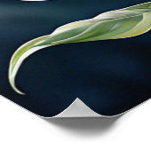 Poster Un élégant lys calla unique. (Coin)