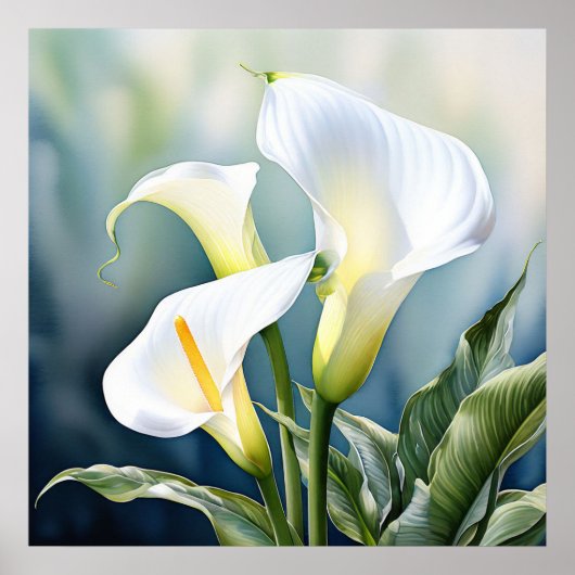 Poster Un élégant lys calla unique. (Devant)