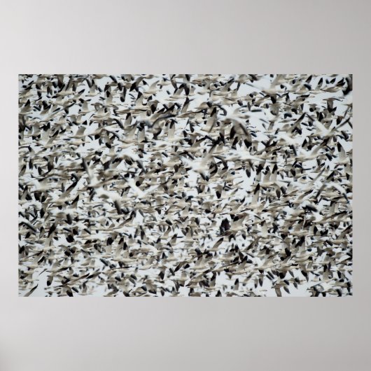 POSTER UN ÉNORME FLOC DENSE D'OEUVRE DE NEIGE S'ENSEMBLE  (Devant)