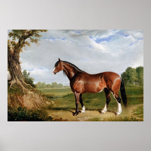 Poster Un étalon Clydesdale (Devant)