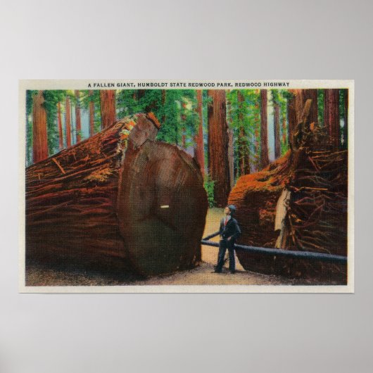 Poster Un géant déchu, le parc d'état de Humboldt (Devant)