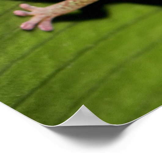 Poster Un Gecko Vert Bébé (Coin)