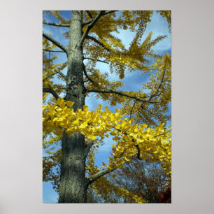 Poster Un ginkgo à Tendo