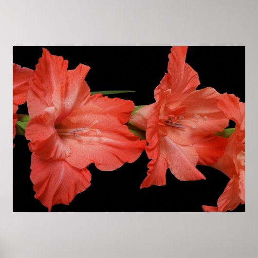 Poster un gladiola rose (Devant)