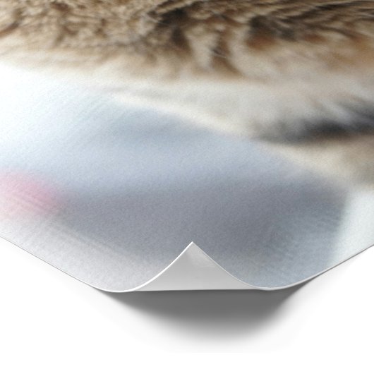 Poster Un Gros Plan D'Un Chat Assis Sur Une Fenêtre (Coin)