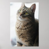 Poster Un Gros Plan D'Un Chat Assis Sur Une Fenêtre (Devant)