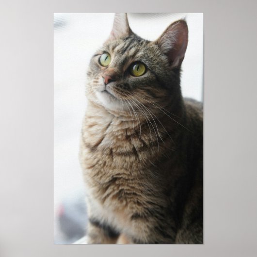Poster Un Gros Plan D'Un Chat Assis Sur Une Fenêtre (Devant)