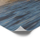 Poster Un Groupe De Chevaux Blancs En Camargue (Coin)