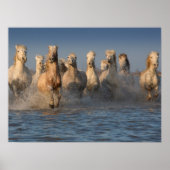 Poster Un Groupe De Chevaux Blancs En Camargue (Devant)