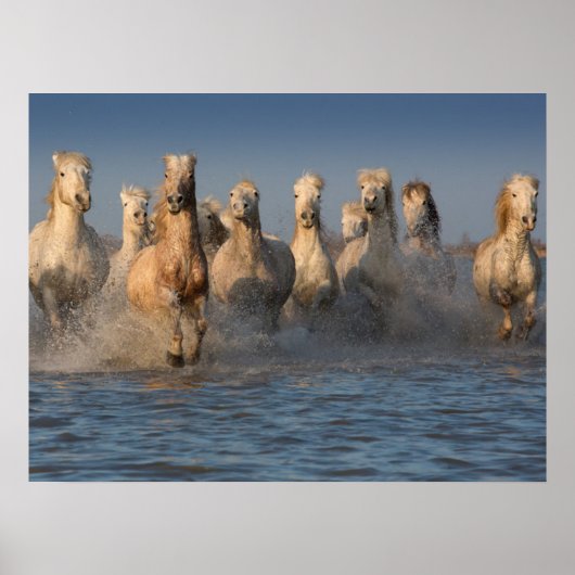 Poster Un Groupe De Chevaux Blancs En Camargue (Devant)