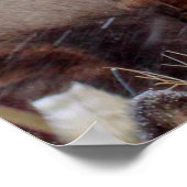 POSTER UN GROUPE DE DEERS (Coin)