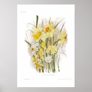 Poster Un groupe de jonquilles